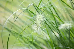 Pennisetum adv. 'Skyrocket'? - 2 Ltr pot - image 2