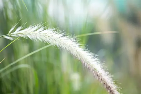 Pennisetum adv. 'Skyrocket'? - 2 Ltr pot - image 3