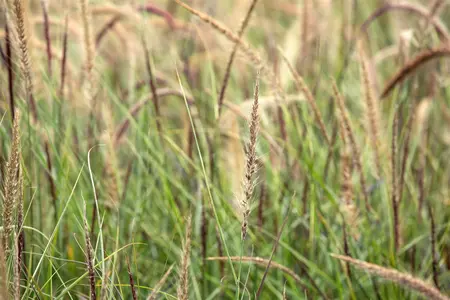 Pennisetum adv. 'Skyrocket'? - 2 Ltr pot - image 4