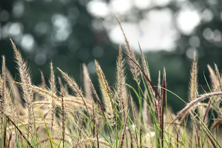 Pennisetum adv. 'Skyrocket'? - 2 Ltr pot - image 5