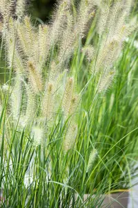 Pennisetum alop. 'Burgundy Bunny' - 3 Ltr pot - image 1