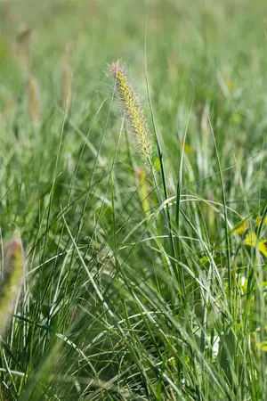 Pennisetum alop. 'Burgundy Bunny' - 7.5 Ltr pot - image 4