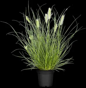 Pennisetum alop. 'Burgundy Bunny' - 1.5 Ltr pot - image 1
