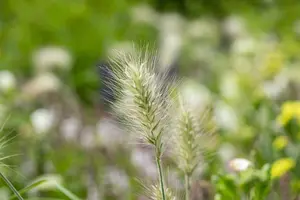 Pennisetum alop. 'Burgundy Bunny' - 7.5 Ltr pot - image 5