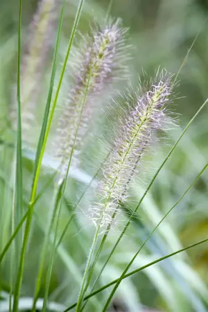 Pennisetum alop. 'Cassian' - 3 Ltr pot - image 2