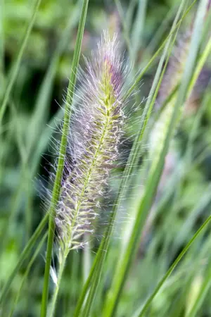 Pennisetum alop. 'Cassian' - 5 Ltr pot - image 3