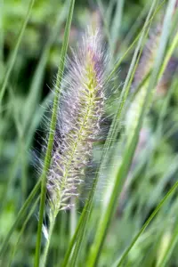 Pennisetum alop. 'Cassian' - 5 Ltr pot - image 3