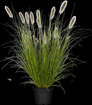 Pennisetum alop. 'Cassian' - 3 Ltr pot - image 1