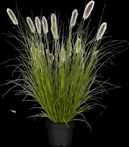 Pennisetum alop. 'Cassian' - 5 Ltr pot - image 1