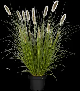 Pennisetum alop. 'Cassian' - P13 - image 3