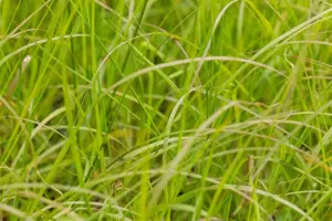 Pennisetum alop. 'Gelbstiel'