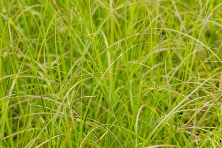Pennisetum alop. 'Gelbstiel' - 3 Ltr pot - image 2