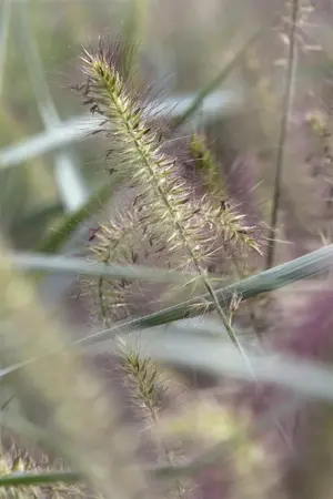 Pennisetum alop. 'Hameln' - 1.5 Ltr pot - image 1