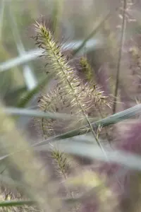 Pennisetum alop. 'Hameln'
