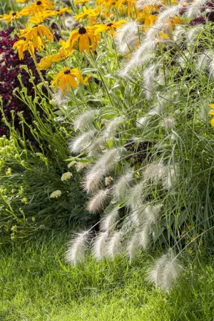 Pennisetum alop. 'Hameln' - 1.5 Ltr pot - image 3