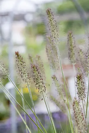 Pennisetum alop. 'Hameln' - 25-30 CM C3 - image 5
