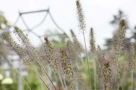Pennisetum alop. 'Hameln' - P9 - image 4