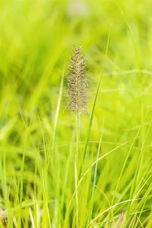 Pennisetum alop. 'Hameln Gold' - 2 Ltr pot - image 3