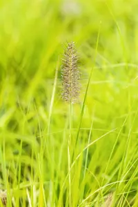 Pennisetum alop. 'Hameln Gold' - 2 Ltr pot - image 3