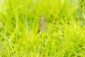 Pennisetum alop. 'Hameln Gold' - 2 Ltr pot - image 2