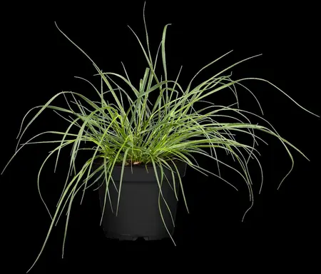 Pennisetum alop. 'Hameln Gold' - 2 Ltr pot - image 1