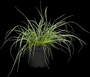 Pennisetum alop. 'Hameln Gold' - 2 Ltr pot - image 1