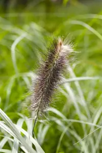 Pennisetum alop. 'Japonicum'
