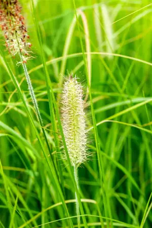 Pennisetum alop. 'Japonicum' - 5 Ltr pot - image 3