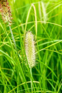 Pennisetum alop. 'Japonicum' - 5 Ltr pot - image 3