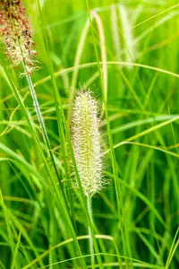 Pennisetum alop. 'Japonicum' - P9 - image 3