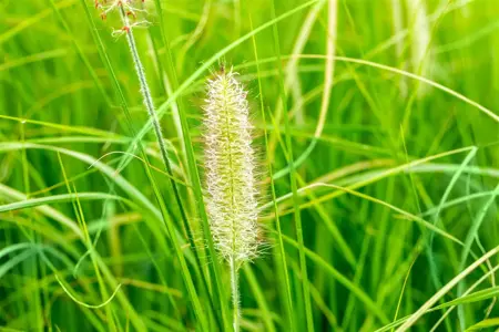 Pennisetum alop. 'Japonicum' - 5 Ltr pot - image 2