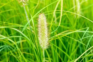 Pennisetum alop. 'Japonicum' - 5 Ltr pot - image 2
