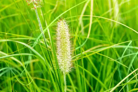 Pennisetum alop. 'Japonicum' - P9 - image 2