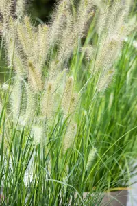 Pennisetum alop. 'Little Bunny' - 1.5 Ltr pot - image 4