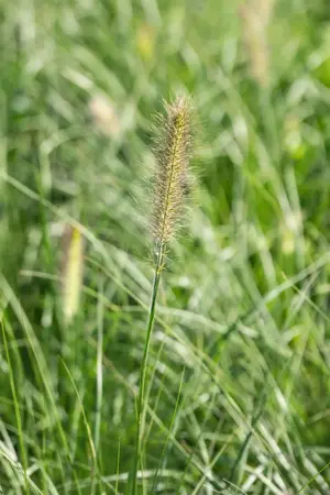 Pennisetum alop. 'Little Bunny' - 1.5 Ltr pot - image 5