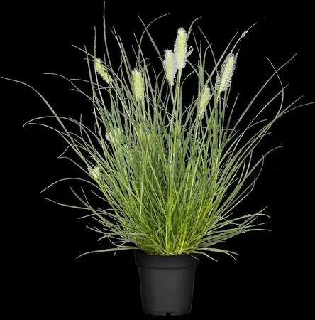 Pennisetum alop. 'Little Bunny' - 2.5 Ltr pot - image 1