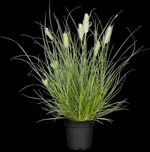 Pennisetum alop. 'Little Bunny' - 2.5 Ltr pot - image 5