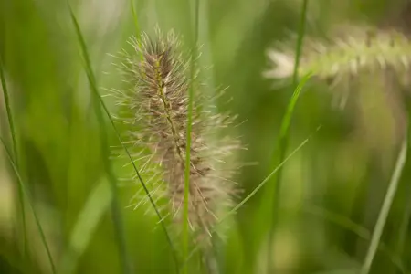 Pennisetum alop. 'Little Bunny' - 1.5 Ltr pot - image 2