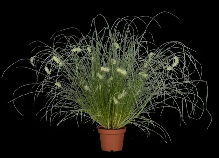 Pennisetum alop. 'Little Bunny' - 1.5 Ltr pot - image 3