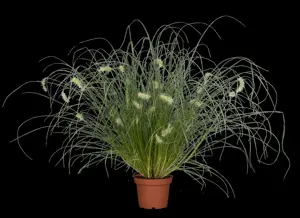 Pennisetum alop. 'Little Bunny' - 1.5 Ltr pot - image 3