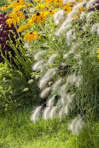 Pennisetum alop. 'Little Hameln' - 2 Ltr pot - image 3