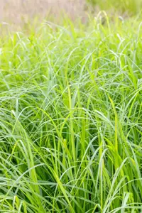 Pennisetum alop. 'Moudry' - 5 Ltr pot - image 2