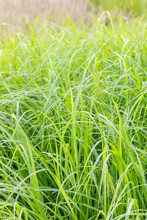 Pennisetum alop. 'Moudry' - 2 Ltr pot - image 2