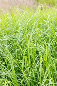 Pennisetum alop. 'Moudry' - 2 Ltr pot - image 2