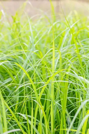 Pennisetum alop. 'Moudry' - 2 Ltr pot - image 4