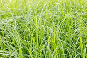 Pennisetum alop. 'Moudry'