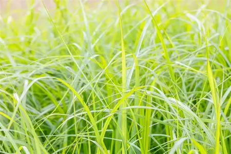 Pennisetum alop. 'Moudry' - 5 Ltr pot - image 3