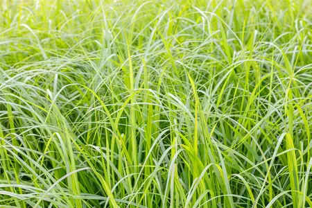 Pennisetum alop. 'Moudry' - 2 Ltr pot - image 1
