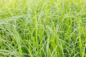 Pennisetum alop. 'Moudry' - 2 Ltr pot - image 1