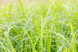 Pennisetum alop. 'Moudry' - 2 Ltr pot - image 3